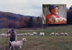 shepherd with goats