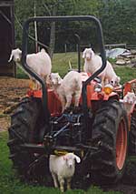Tractor goats